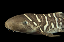 Zebra shark (Stegostoma tigrinum) juvenile, head portrait, Shark Reef Aquarium, Las Vegas, Nevada. Captive, occurs in Indo-Pacific.
