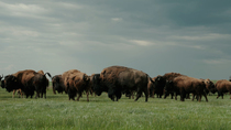 Tracking shot of American bison (Bison bison) herd walking across prairie, Rocky Mountains, Montana, USA.