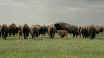 American bison (Bison bison) herd walking away with one large male and calf looking towards the camera, Rocky Mountains, Montana, USA.