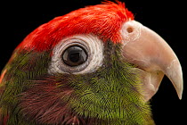 Rose-crowned parakeet (Pyrrhura rhodocephala) head portrait, private collection, Belgium. Captive, occurs in Venezuela.