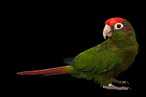 Rose-crowned parakeet (Pyrrhura rhodocephala) portrait, private collection, Belgium. Captive, occurs in Venezuela.