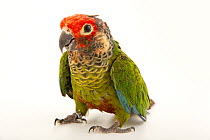 Rose-fronted parakeet (Pyrrhura roseifrons) portrait, private collection, France. Captive, occurs in South America.