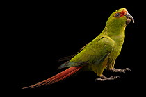 Slender-billed parakeet (Enicognathus leptorhynchus) portrait, Fauna Andina, Chile. Captive.