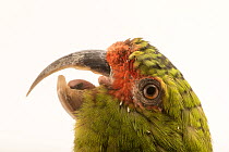 Slender-billed parakeet (Enicognathus leptorhynchus) head portrait, Loro Park, Tenerife. Captive, occurs in Chile.
