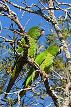 Blue-crowned parakeets (Thectocercus acuticaudatus neumanni) pair, perched on branch, one calling, Pampagrande, Santa Cruz, Bolivia.