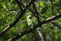 Short-tailed parrot (Graydidascalus brachyurus) perched in tree, Cayenne, French Guiana.