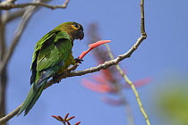 Brown-throated parakeet (Eupsittula pertinax) perched on branch, Paja de Sombrero, Chiriqui, Panama.