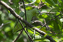 Short-tailed parrot (Graydidascalus brachyurus) perched in tree feeding, Cayenne, French Guiana.