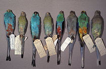 Various species of parrot from the genus Psephotus, including the extince Paradise parrot (Psephotus pulcherrimus) museum specimens, Australian Museum, Sydney, Australia.