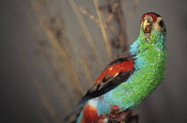 Paradise parrot (Psephotus pulcherrimus) extinct, museum specimen, Australian Museum, Sydney, Australia.