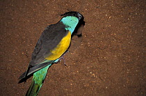 Hooded parrot (Psephotus dissimilis) male, perched on side of termite mound, Northern Territory, Katherine (region), Australia.