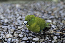 Antipodes green parakeet (Cyanoramphus unicolor) standing on the ground holding a twig in its beak, New Zealand. Captive.