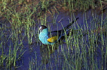 Hooded parrot (Psephotus dissimilis) male, standing in puddle, Northern Territory, Katherine (region), Australia.
