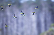 Blue-winged parrots (Neophema chrysostoma) flock in flight, Tasmania, Australia.