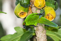 Uvea parakeet (Eunymphicus uvaeensis) perched in tree feeding on fruit, Uvea, New Caledonia.