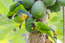 Two Uvea parakeets (Eunymphicus uvaeensis) perched in tree feeding on fruit, Uvea, New Caledonia.