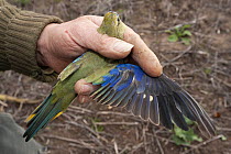 Man holding Blue-winged parrot (Neophema chrysostoma) showing wing plumage, Australia.