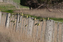 Blue-winged parrots (Neophema chrysostoma) flock perched on fence, near Melbourne, Victoria, Australia.