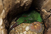 Swift parrot (Lathamus discolor) in nest hole alongside newly hatched chicks and an egg, Tasmania, Australia. Captive. Critically endangered.