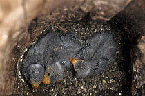 Three Swift parrot (Lathamus discolor) chicks in nest hole, Tasmania, Australia. Captive. Critically endangered.