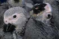 Group of Grey parrot (Psittacus erithacus erithacus) chicks huddled together at commercial breeding facility, South Africa. Captive. Endangered.