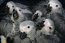 Group of Grey parrot (Psittacus erithacus erithacus) chicks huddled together at commercial breeding facility, South Africa. Captive. Endangered.