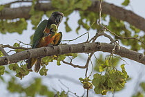 Senegal parrot (Poicephalus senegalus) perched on branch feeding on fruit, Niger.