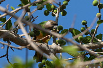 Senegal parrot (Poicephalus senegalus) perched in tree feeding on fruit, Niokolo Koba National Park, Senegal.