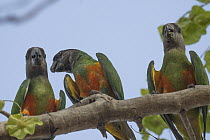 Three Senegal parrots (Poicephalus senegalus) perched on branch, Niger.