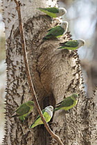 Group of Grey-headed lovebirds (Agapornis canus) perched in tree, males grey head plumage, Ankarafantsika, Madagascar.