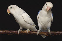 Two Fischer's lovebirds (Agapornis fischeri) mutant blue aqua pied double violet factor and mutant pied blue double violet colour mutations, perched on branch, Tanzania. Captive.