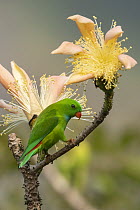 Vernal hanging parrot (Loriculus vernalis) perched among flowers, Salim Ali Bird Reserve, Thakkekad, Kerala, India.