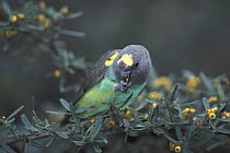 Meyer's parrot (Poicephalus meyeri) perched in tree feeding on berries, Africa. Captive.