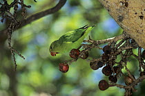 Black-winged lovebird (Agapornis taranta) female, perched in tree feeding on fruit, Ethiopia.