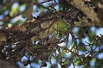 Black-winged lovebird (Agapornis taranta) male, perched in tree feeding on fruit, Ethiopia.