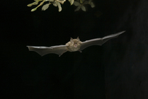 Lesser horseshoe bat (Rhinolophus hipposideros) in flight at night.