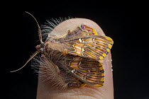 Nature Picture Library November 2025