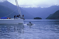 A wild dolphin surfaces under the bow of 88ft sloop "Shaman" in Fjordland, a World Heritage Site in South Island, New Zealand. Model Released and Property Released.^^^ Only a handful of yachts reach t...