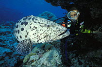 Diver with a giant potato cod (Epinephelus tukula), Cod Hole dive site, Great Barrier Reef, Australia