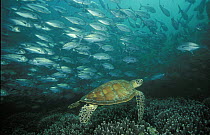 Hawksbill turtle (Eretmochelys imbricata) swimming among corals with a large school of jacks (Carangidae), Sipadan, Malaysia