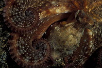 Common octopus (octopus vulgaris), Scilla, Strait of Messina, Italy, Mediterranean sea.