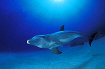 Atlantic bottlenose dolphin (Tursiops truncatus), Roatan, Honduras.