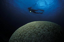 Diver swimming over a brain coral at Heron Island, Great Barrier Reef, Australia