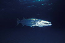 Large barracuda (Sphyraena sp), Flinders Reef, Australia.