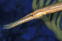 Trumpet fish (Aulostomus Maculatus), Belize.