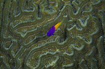 Fairy basslet (Gramma loreto) swimming over stony coral / brain coral, Belize.
