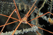 Arrow crab (Stenorhynchus setircornis), Belize.