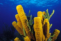 Yellow tube sponges (Aplysina fistularis), Belize.
