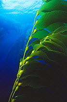 Kelp with air sacks in kelp forest, California.