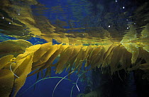 Yellow kelp leaves just below water surface, California.